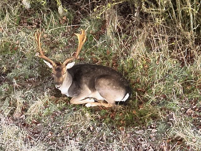 Deer and Boar Management