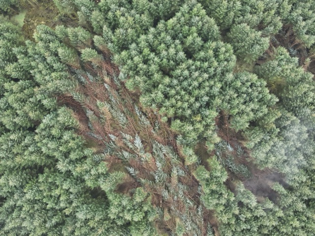 Woodland and Forest Assessments